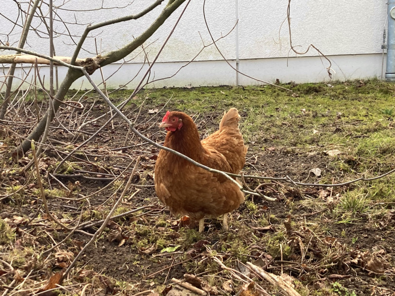 Die Hühner sind da