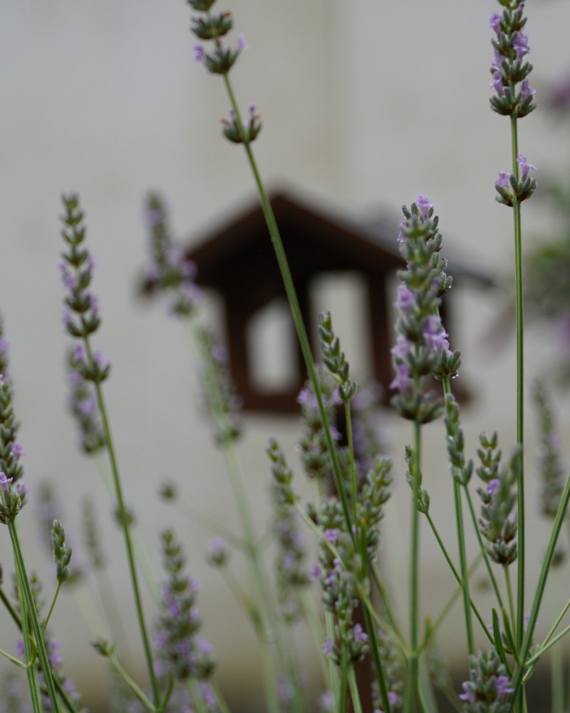 Gartenwettbewerb an der Elsa