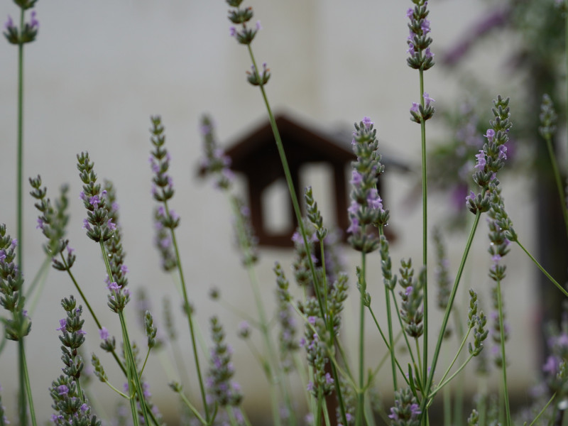 Gartenwettbewerb an der Elsa