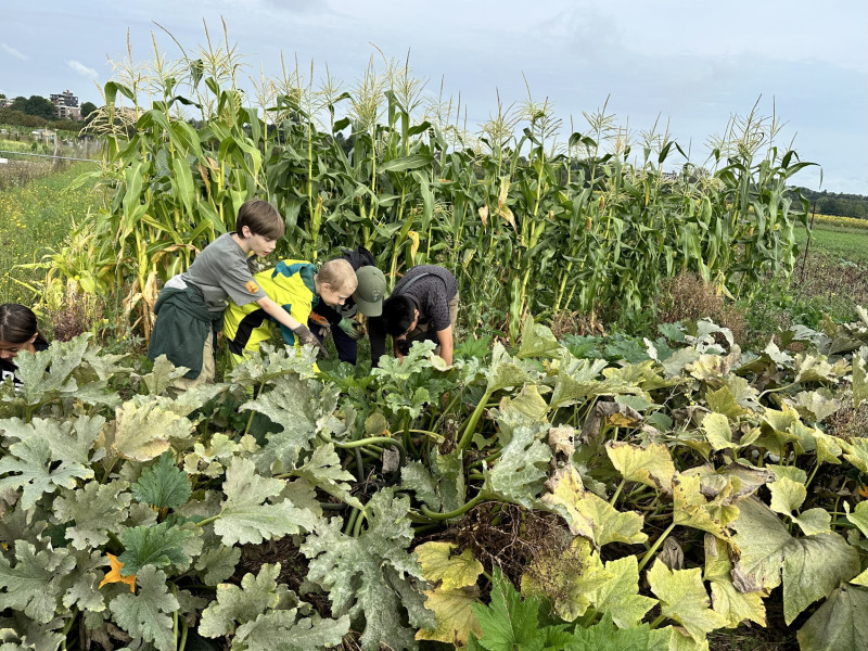 Stadtrandgarten in Jahrgang 5